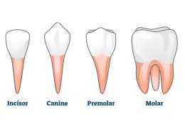 انواع دندان [object object] مراقبت های پس از درمان ریشه anvadandan Arasteh 260x185  مطالب دندانپزشکی anvadandan Arasteh 260x185