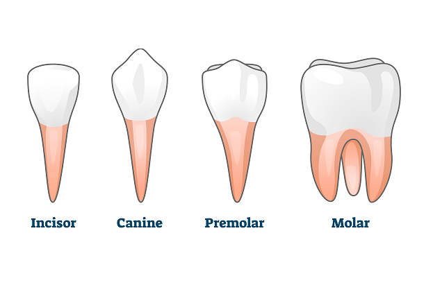 انواع دندان  آشنایی با انواع دندان ها anvadandan Arasteh